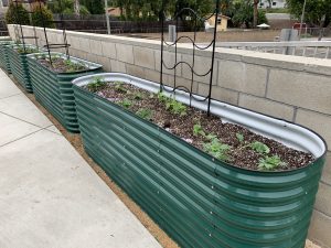 Raised planter bed to grow herbs for chef