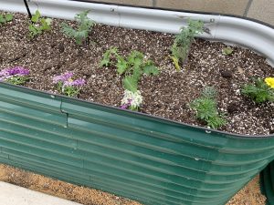 Herbs in a planter box