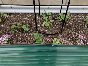 Herbs growing in planter box